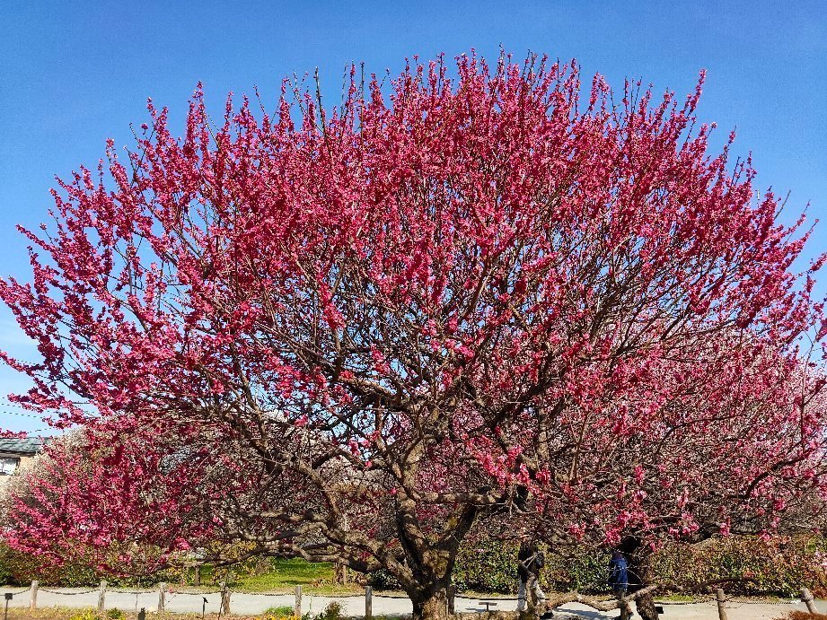 🌸 고시가야 매화 공원 (코시가야 바이린 코엔) 이미지 3